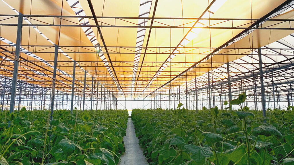 بهبود فتوسنتز در گلخانهها با استفاده از یک محصول نانویی بهبود فتوسنتز در گلخانهها با استفاده از یک محصول نانویی