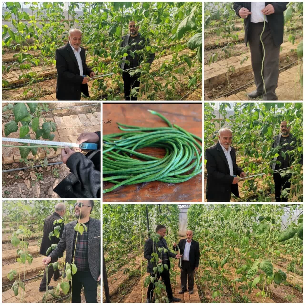 کاشت لوبیا سبز نیم متری در میبد کاشت لوبیا سبز نیم متری در میبد