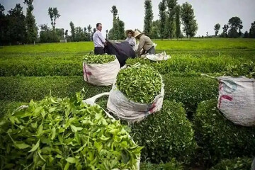 دولت فساد در واردات چای را کشف و مدیران مربوطه را برکنار کرده است