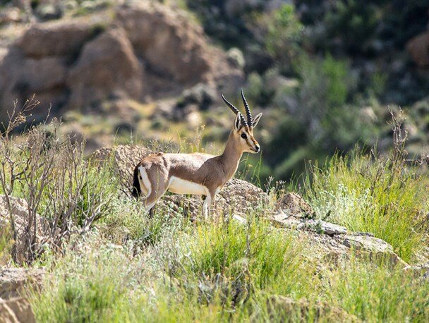 بازدید از «حیات وحشهای» کرمانشاه برای عموم آزاد میشود بازدید از «حیات وحشهای» کرمانشاه برای عموم آزاد میشود
