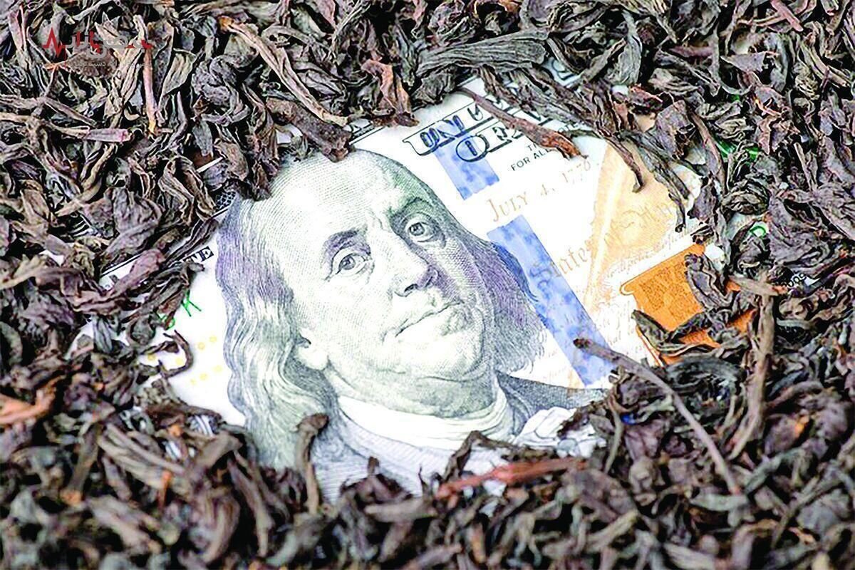 دبش چگونه دو برابر نیاز کشور، ارز برای واردات چای گرفت؟