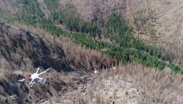 احیای جنگل های دوردست با بذر الکترونیک احیای جنگل های دوردست با بذر الکترونیک