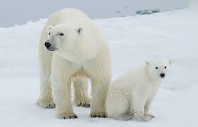 ساخت پارچهای فوق سبک و عایق با الهام از خرس قطبی ساخت پارچهای فوق سبک و عایق با الهام از خرس قطبی