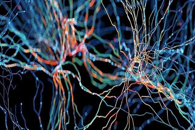 کشف یک تفاوت اساسی بین مغز انسان و حیوانات کشف یک تفاوت اساسی بین مغز انسان و حیوانات