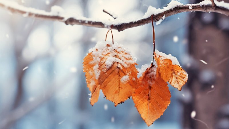 برف و باران امروز در غرب و مرکز کشور برف و باران امروز در غرب و مرکز کشور
