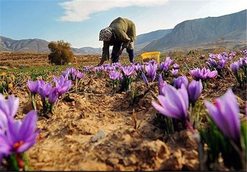 طلای سرخ به کام دلالان طلای سرخ به کام دلالان