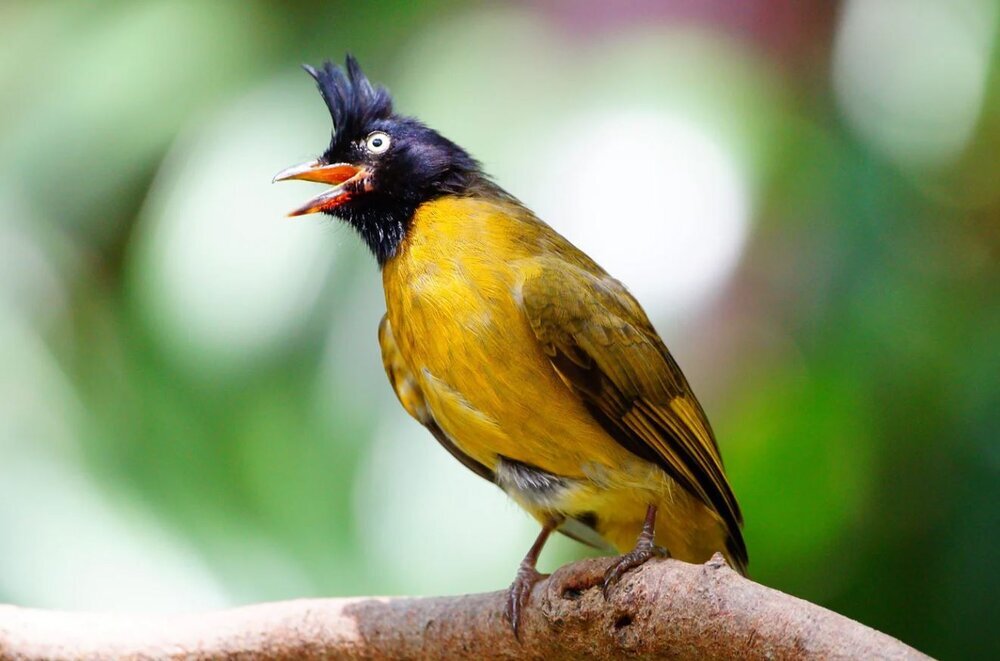 هوش مصنوعی در خدمت حیات وحش هوش مصنوعی در خدمت حیات وحش