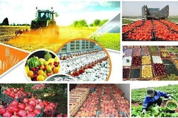 رشد۲۳درصدی صادرات محصولات غذایی و کشاورزی | ۲۰ مقصد نخست محصولات
