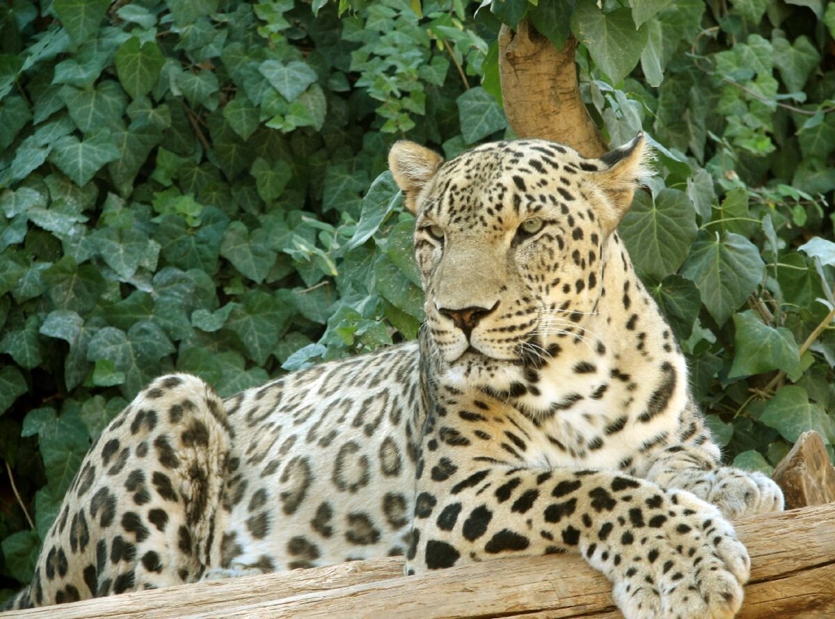 ثبت تصویر پلنگ ایرانی در شهرستان دهلران ثبت تصویر پلنگ ایرانی در شهرستان دهلران