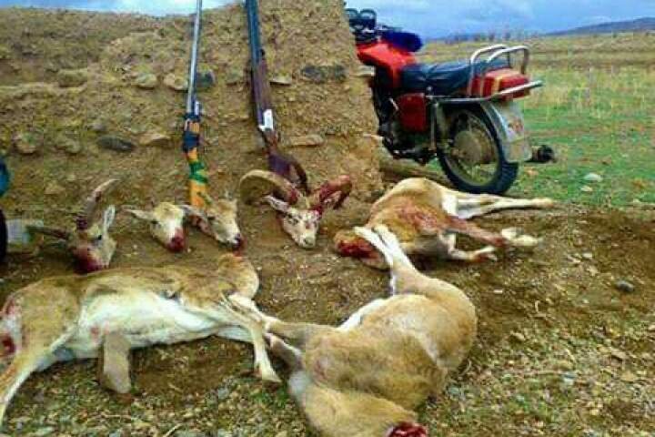 جریمه ۹۸ میلیون تومانی شکار آهو جریمه ۹۸ میلیون تومانی شکار آهو