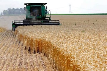پیش‌بینی تولید امسال ۱۵ میلیون تن گندم در کشور  برای امسال