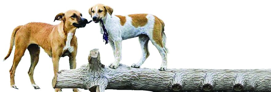 وقتی سگها درنده میشوند وقتی سگها درنده میشوند