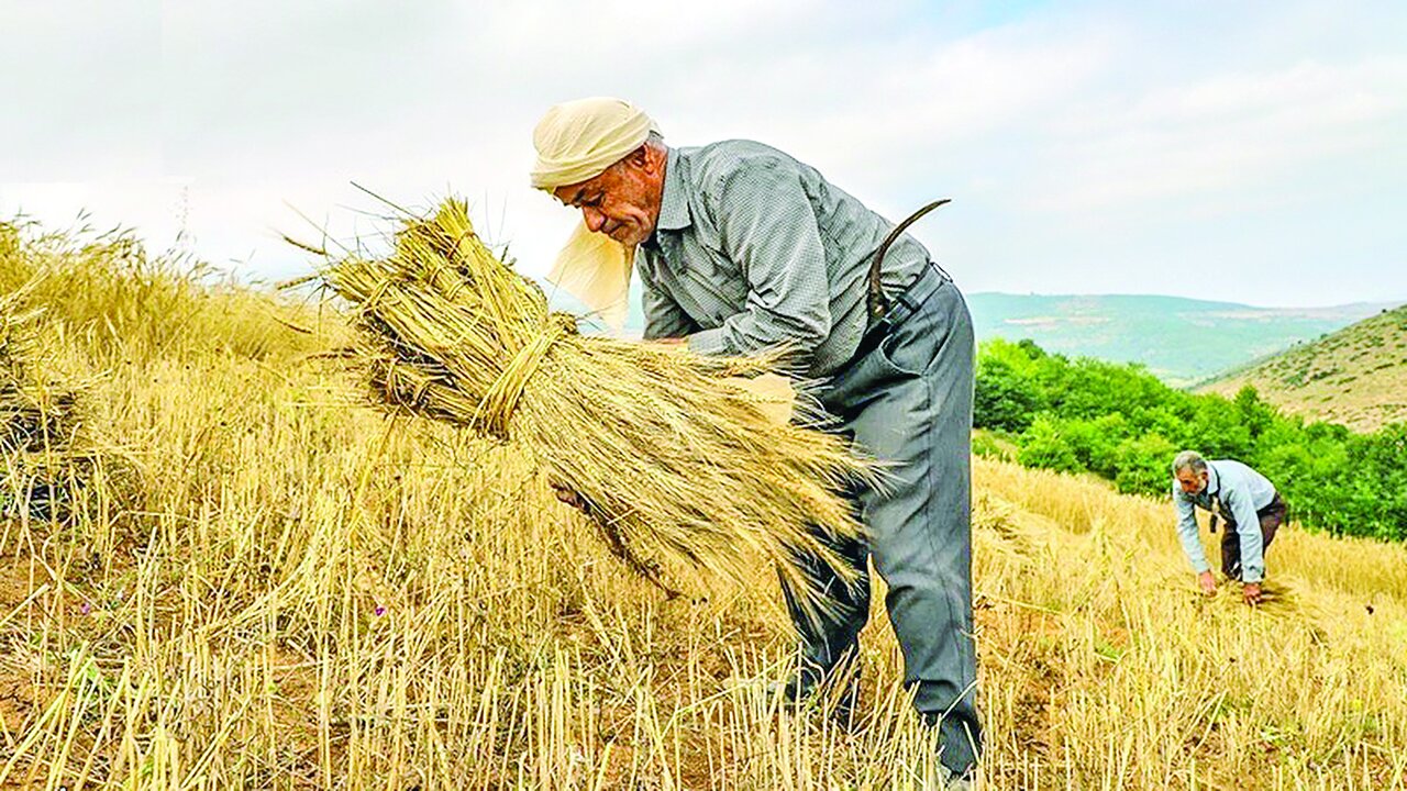 نان خودمان را میخوریم نان خودمان را میخوریم