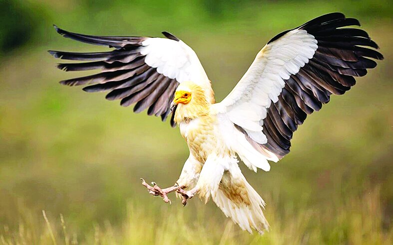 کرکسی از دنیای قدیم در ایران دیده شد کرکسی از دنیای قدیم در ایران دیده شد