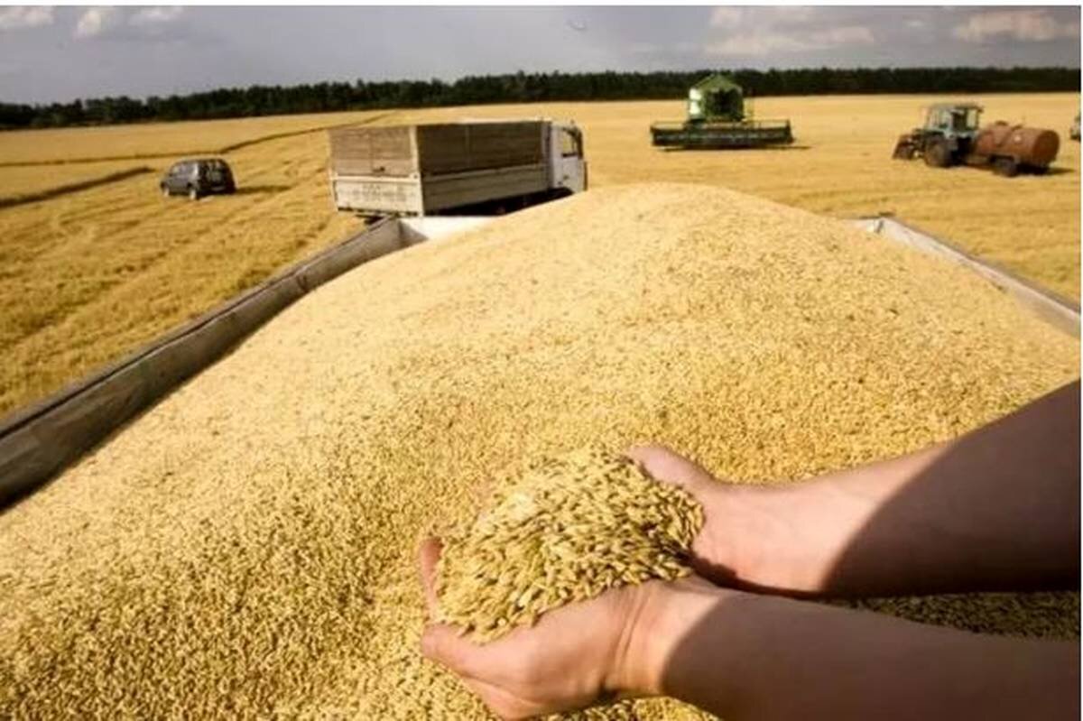 خرید تضمینی گندم از مرز ۵.۶میلیون تن گذشت خرید تضمینی گندم از مرز ۵.۶میلیون تن گذشت