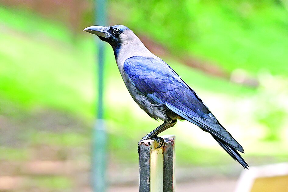 ما و کلاغها ما و کلاغها