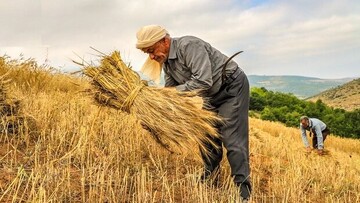 کشت گندم با «آب پلاسمایی» برای نخستین‌بار در ایران