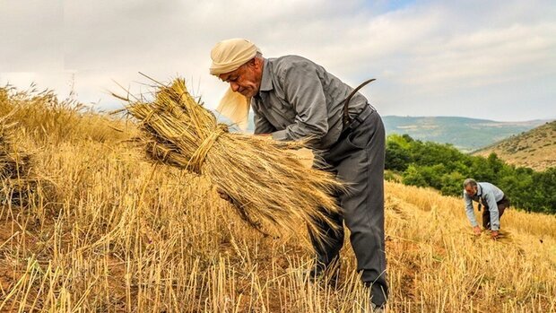 کشت گندم با «آب پلاسمایی» برای نخستینبار در ایران کشت گندم با «آب پلاسمایی» برای نخستینبار در ایران