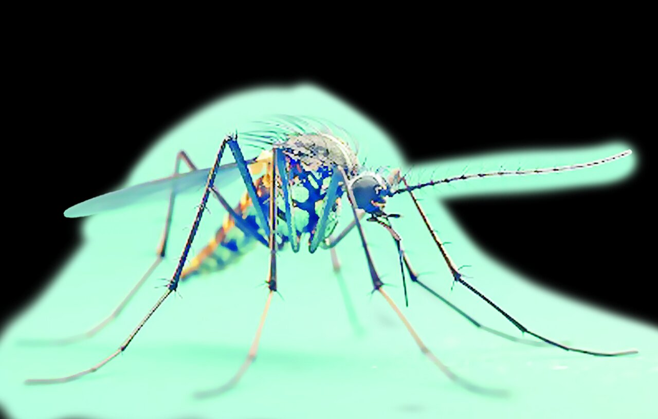 پرواز پشه آئدس در ۹ استان پرواز پشه آئدس در ۹ استان