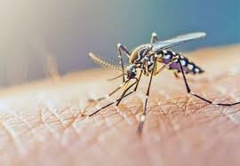 آئدس در ایران؛ قاتل خاموش با تب دنگی آئدس در ایران؛ قاتل خاموش با تب دنگی