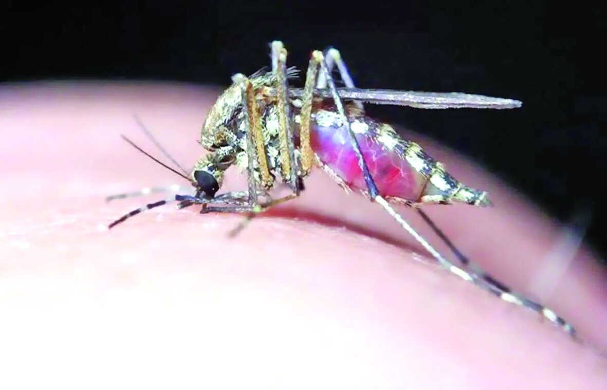 بیماران تب دنگی از ۱۵۰ نفر گذشت بیماران تب دنگی از ۱۵۰ نفر گذشت