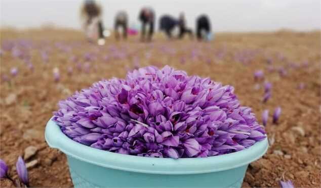 پیشبینی تولید حداقل ۵۰درصدی زعفران برای امسال پیشبینی تولید حداقل ۵۰درصدی زعفران برای امسال