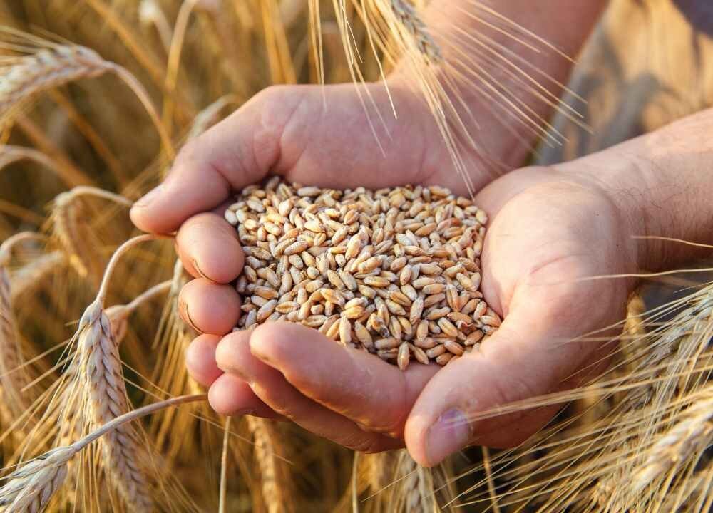 نرخ منطقی خرید تضمینی گندم ۲۵هزارتومان است نرخ منطقی خرید تضمینی گندم ۲۵هزارتومان است