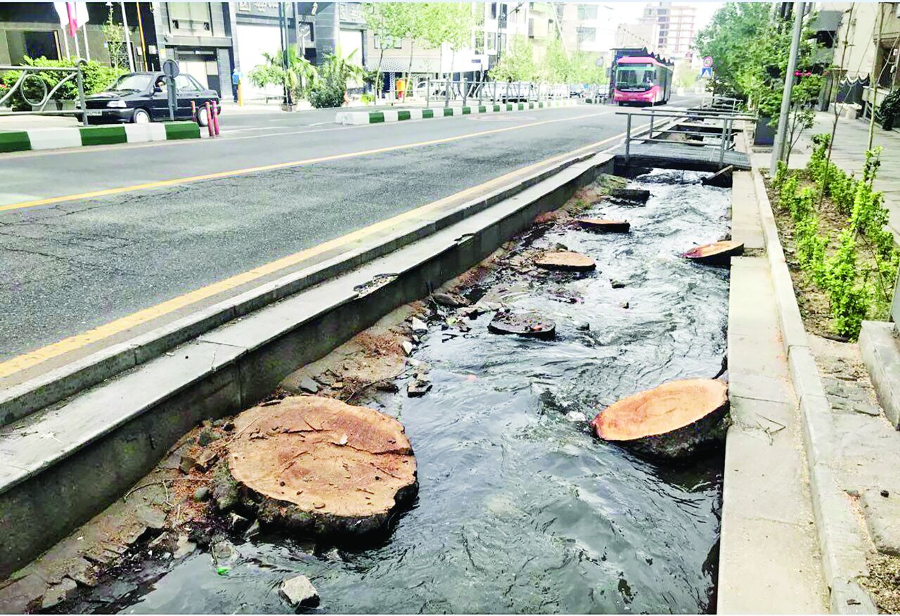 دست در دست چناران دست در دست چناران