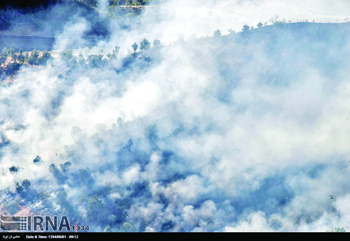 خاکستری از جنگل خاکستری از جنگل