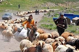 ۱۵۰هزار تن نهاده مدت‌دار در مناطق عشایری توزیع می‌شود