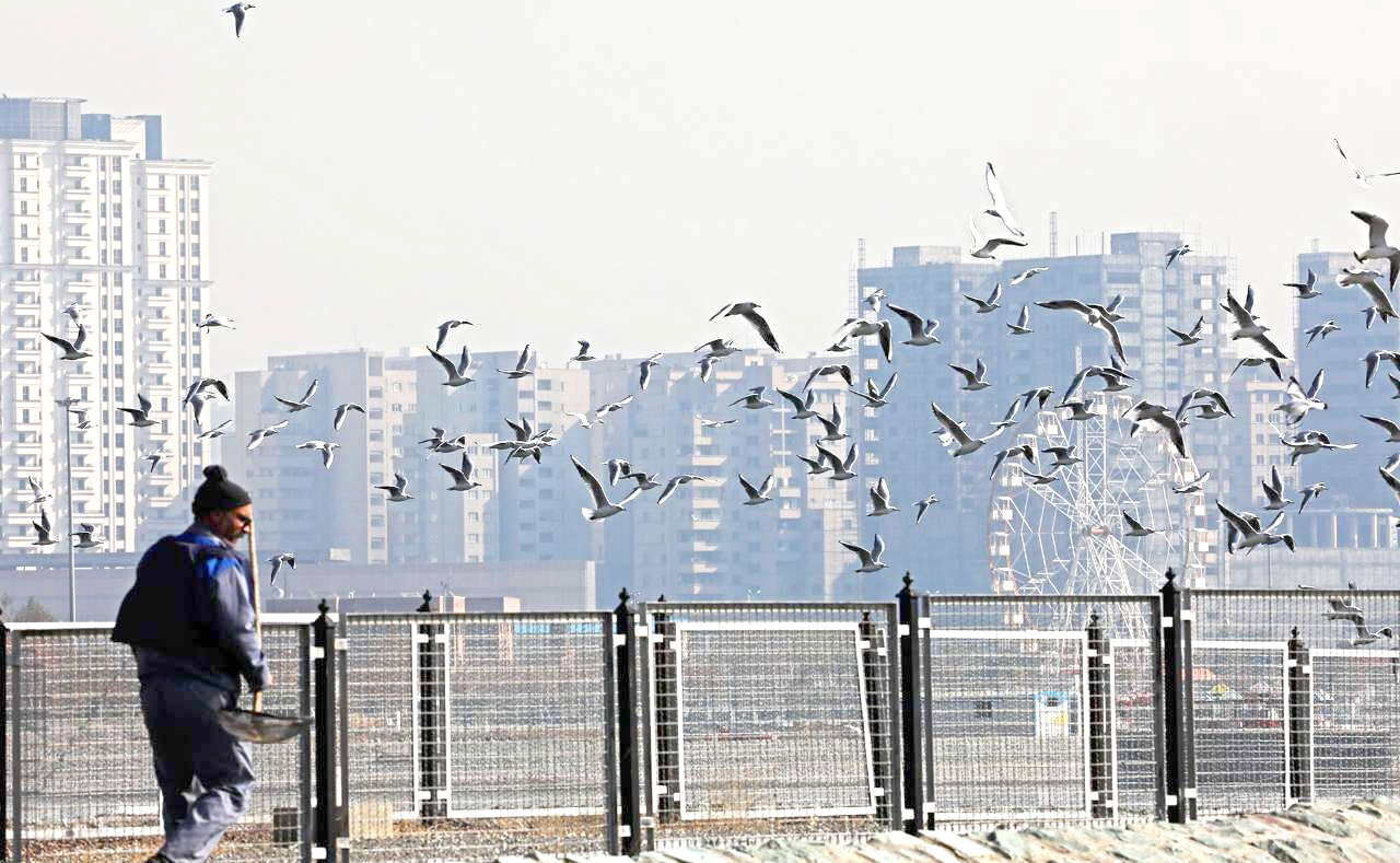 شناسایی ۱۱۴ گونه پرنده مهاجر در دریاچه شهدای خلیج فارس شناسایی ۱۱۴ گونه پرنده مهاجر در دریاچه شهدای خلیج فارس