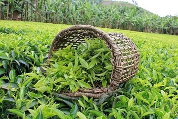 خرید تضمینی برگ سبز چای به ۱۱۴ هزار تن رسید