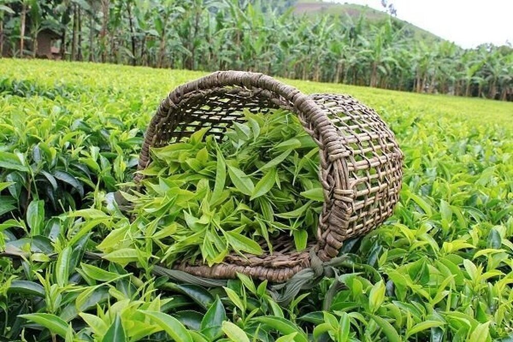 خرید تضمینی برگ سبز چای به ۱۱۴ هزار تن رسید خرید تضمینی برگ سبز چای به ۱۱۴ هزار تن رسید
