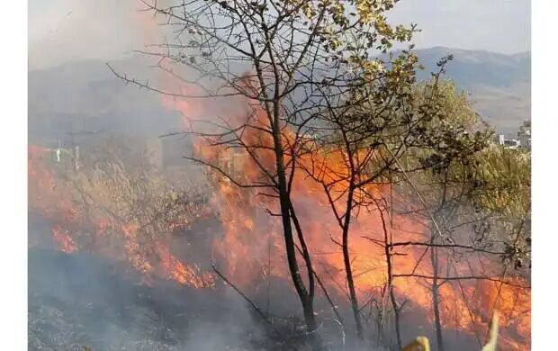 تعداد حریق در عرصههای جنگلی ۳۸ درصد افزایش یافت تعداد حریق در عرصههای جنگلی ۳۸ درصد افزایش یافت