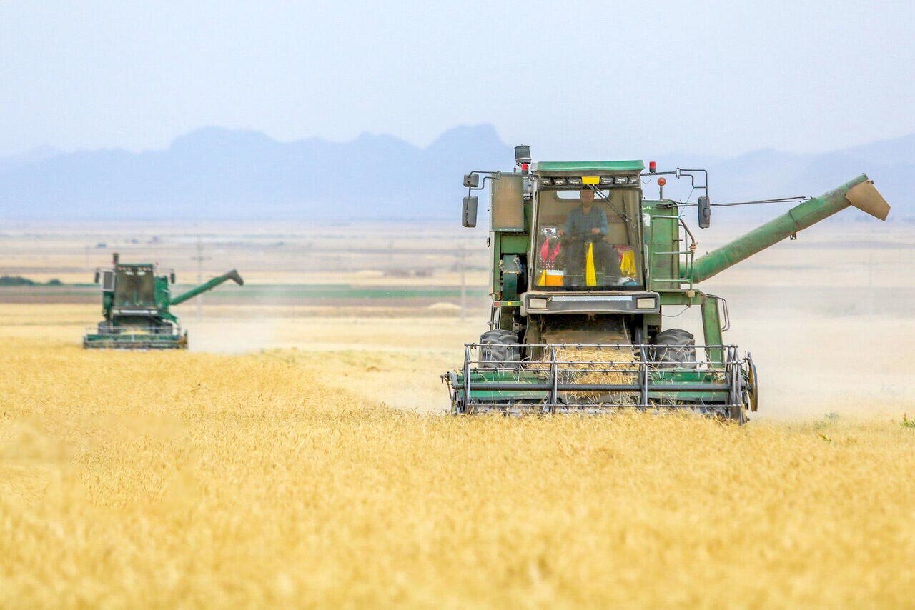 نرخ تورم در کمین خرید تضمینی گندم نرخ تورم در کمین خرید تضمینی گندم