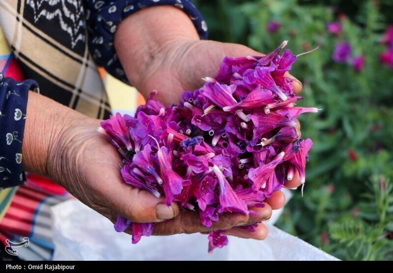 گلگاوزبان؛ ایرانی بهتر است یا خارجی؟ گلگاوزبان؛ ایرانی بهتر است یا خارجی؟