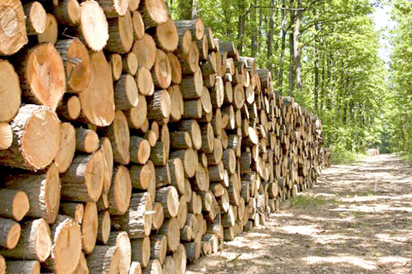 تشکیل پرونده قضایی برای خریدار چوبهای قاچاق تشکیل پرونده قضایی برای خریدار چوبهای قاچاق