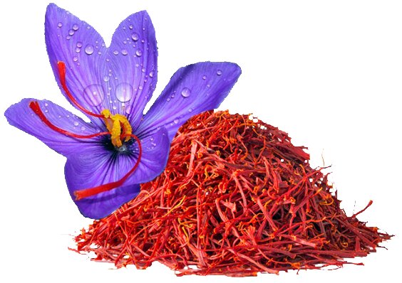 پیشبینی رشد ۳۰درصدی تولید زعفران پیشبینی رشد ۳۰درصدی تولید زعفران