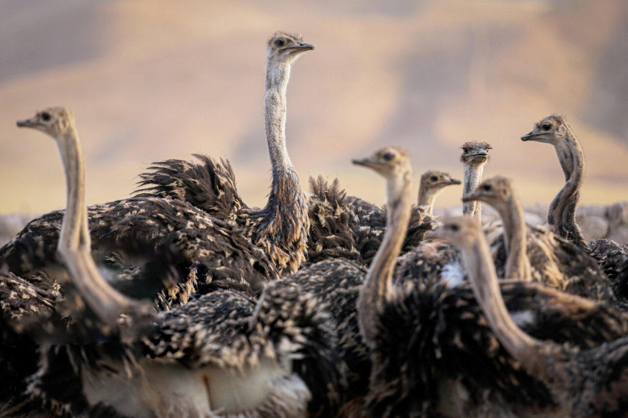 پرورش شترمرغ  پرورش شترمرغ