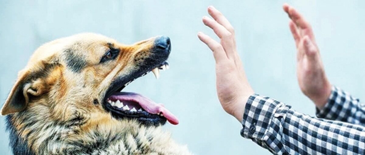 هاری ۱۸ نفر را در کشور به کام مرگ کشاند هاری ۱۸ نفر را در کشور به کام مرگ کشاند