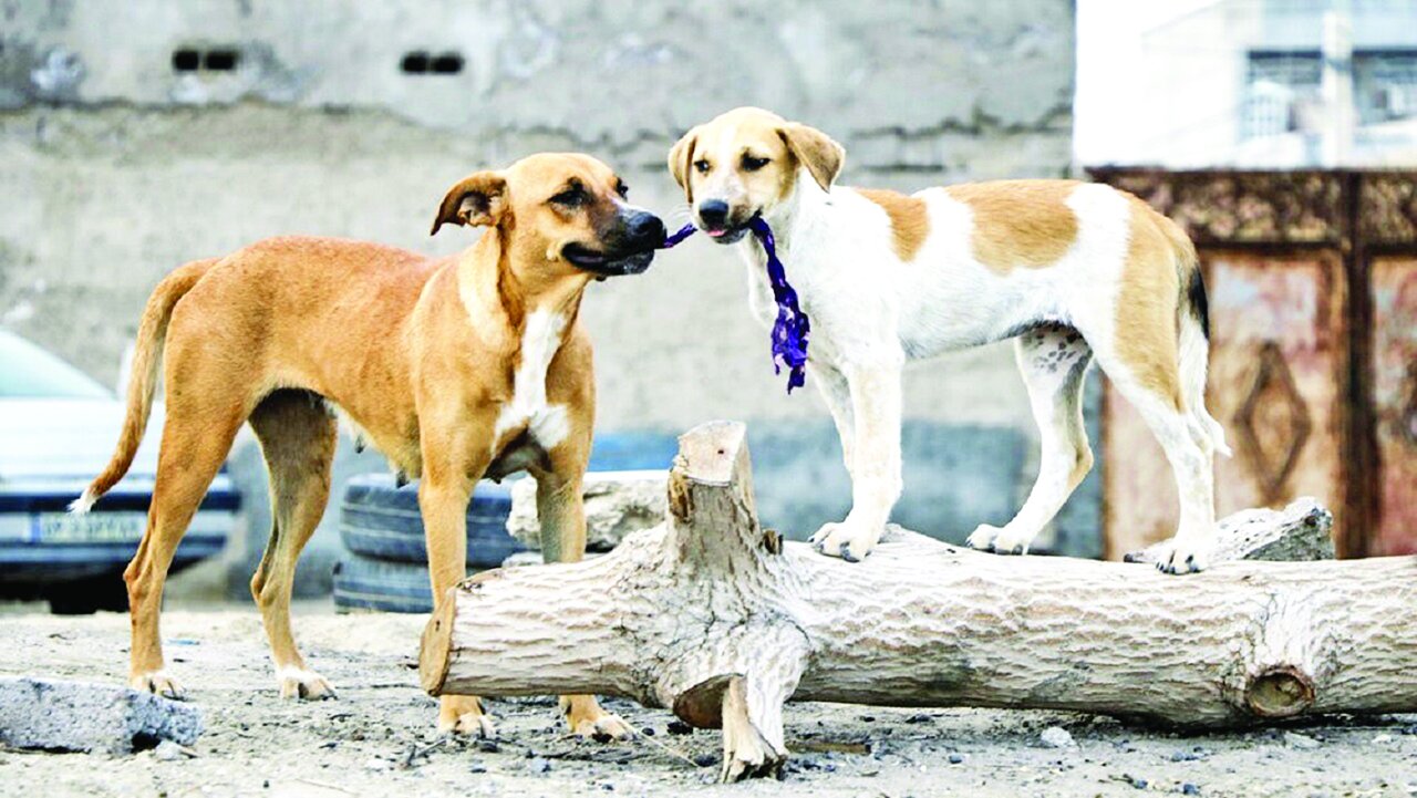 دردسر سگهای ولگرد و هار دردسر سگهای ولگرد و هار