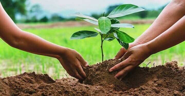 تولید بیش از ۱۴۰میلیون اصله نهال جنگلی تولید بیش از ۱۴۰میلیون اصله نهال جنگلی