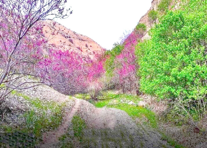 دشت ارغوان؛ بهشت ناشناخته مشهد دشت ارغوان؛ بهشت ناشناخته مشهد