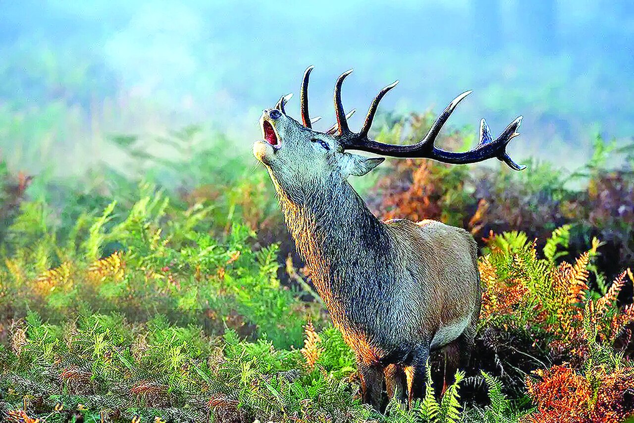 فصل عاشقی گوزنها فصل عاشقی گوزنها