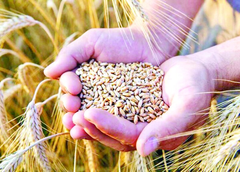 ۴.۵ میلیون تن گندم تحویل دولت شد ۴.۵ میلیون تن گندم تحویل دولت شد