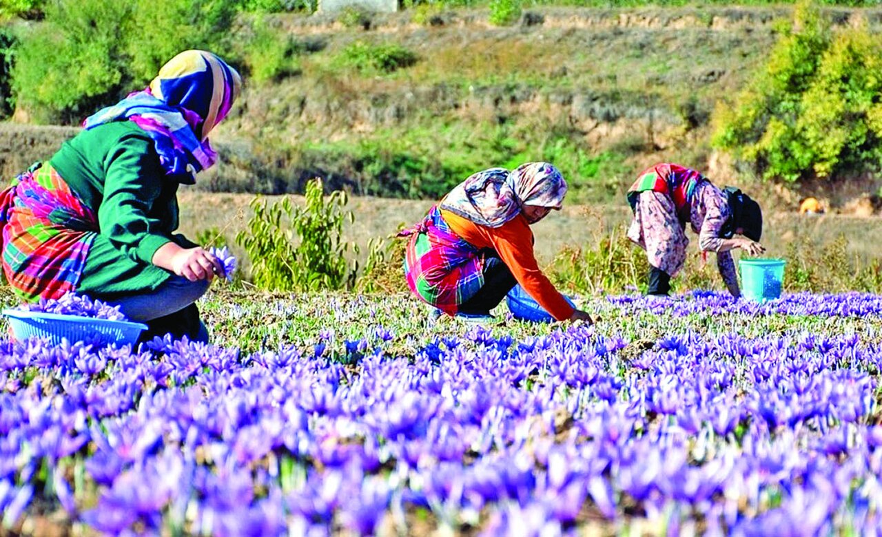 تباهی طلای سرخ تباهی طلای سرخ