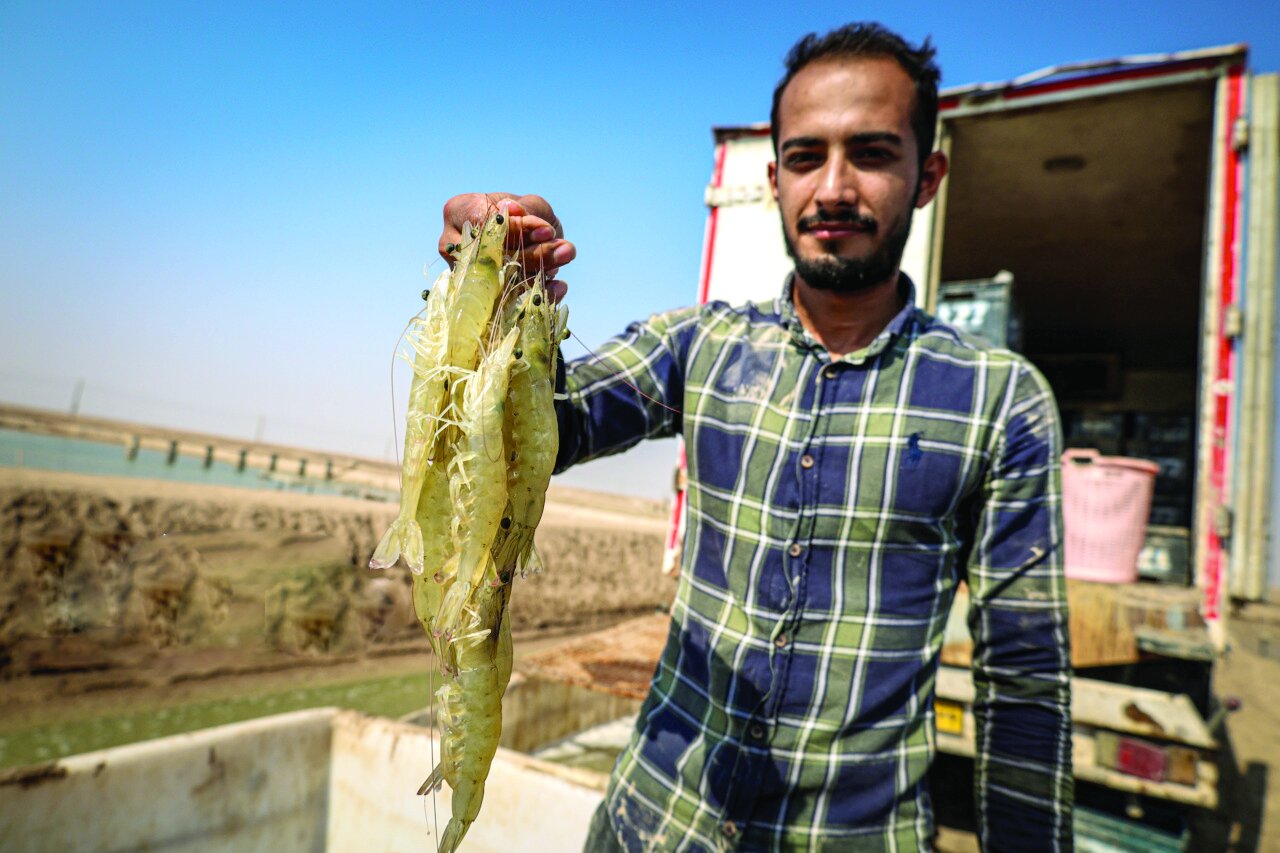 برداشت میگو از مزارع «چوئبده»