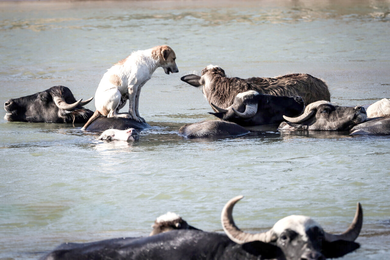 زندگی در کنار گاومیشها زندگی در کنار گاومیشها