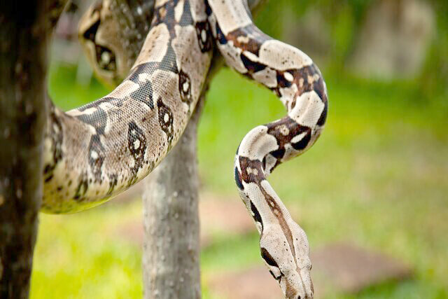 ترمیم روده انسان با کمک مارهای بوآ و پیتون! ترمیم روده انسان با کمک مارهای بوآ و پیتون!