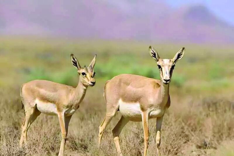 دشت سُهرین زنجان؛ مأمن آهوی ایرانی دشت سُهرین زنجان؛ مأمن آهوی ایرانی